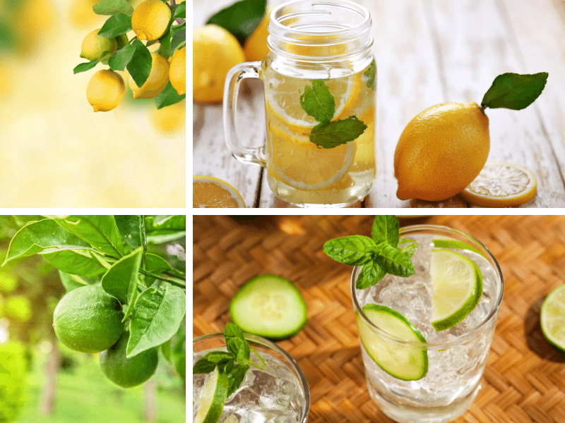 Limes and Lemons for Skin