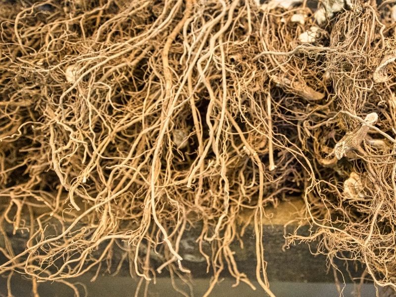 kava root