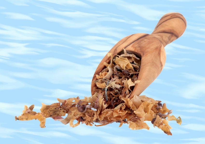 the benefits and side effects of irish sea moss