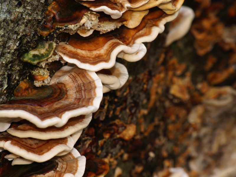 Turkey Tail Mushroom health benefits vs side effects