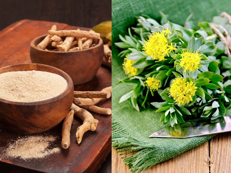 ashwagandha vs Rhodiola can they be taken together